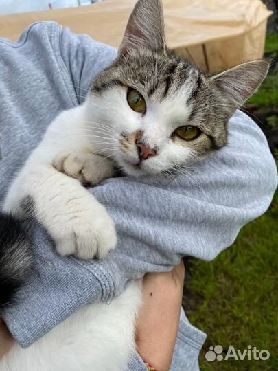 Котенок