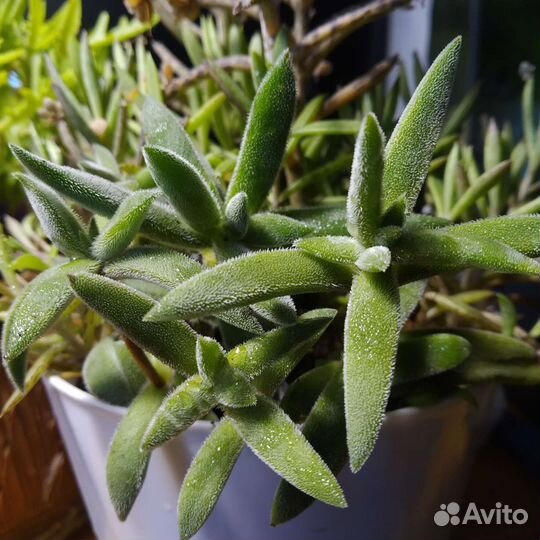 Суккуленты. Крассула