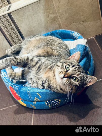 Кошка в добрые руки