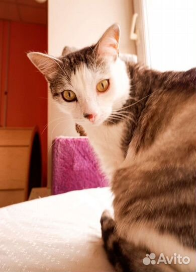 Кот ищет дом