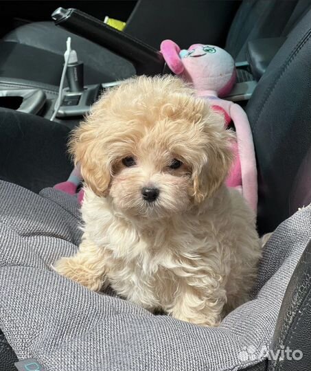 Мальтипу ф1 micro тедди