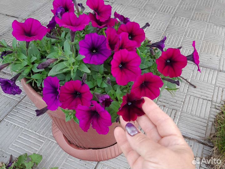 Рассада петунии тайдал