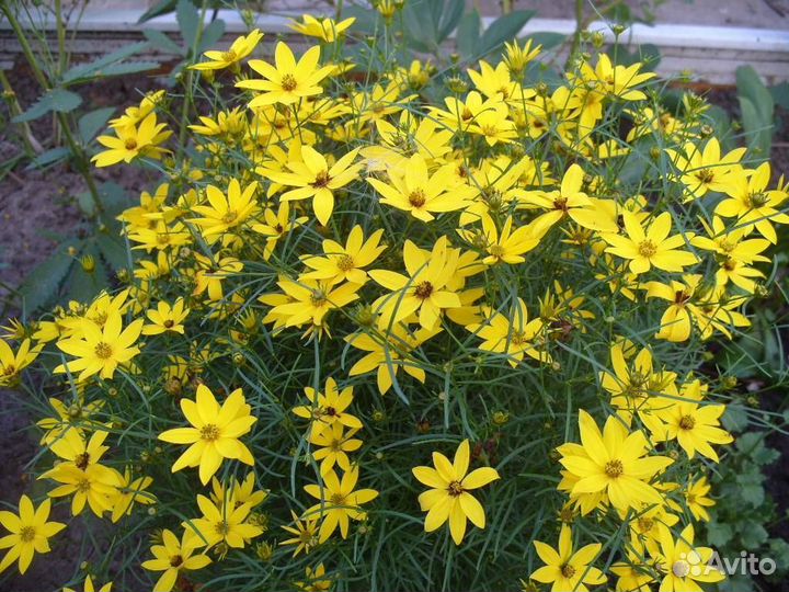 Ежевика бесшипная, Малина