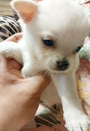 Чихуахуа Белоснежные