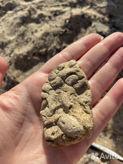 Окаменелость