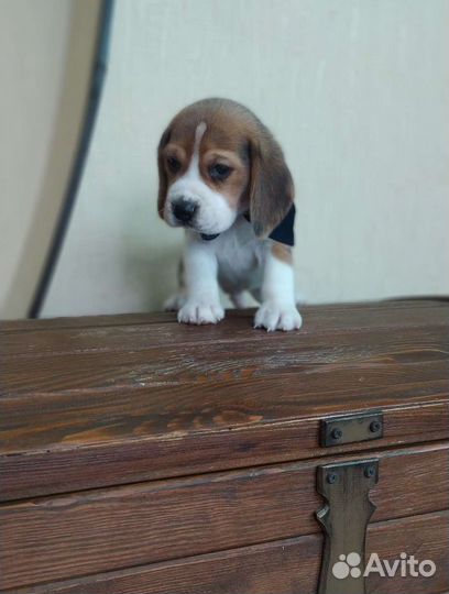 Щенки бигля