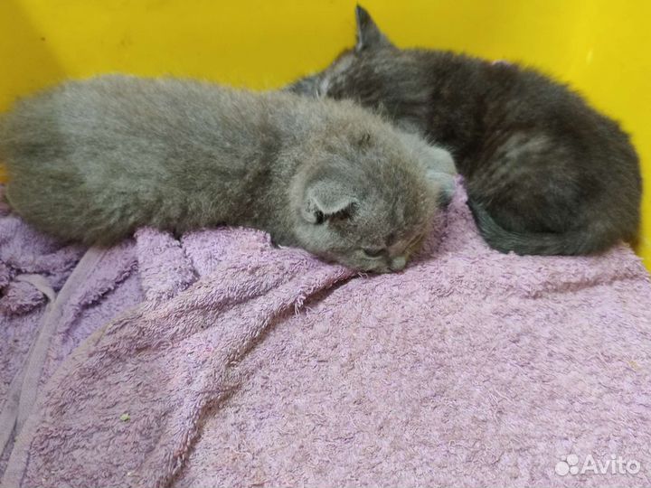 Шотландские котята