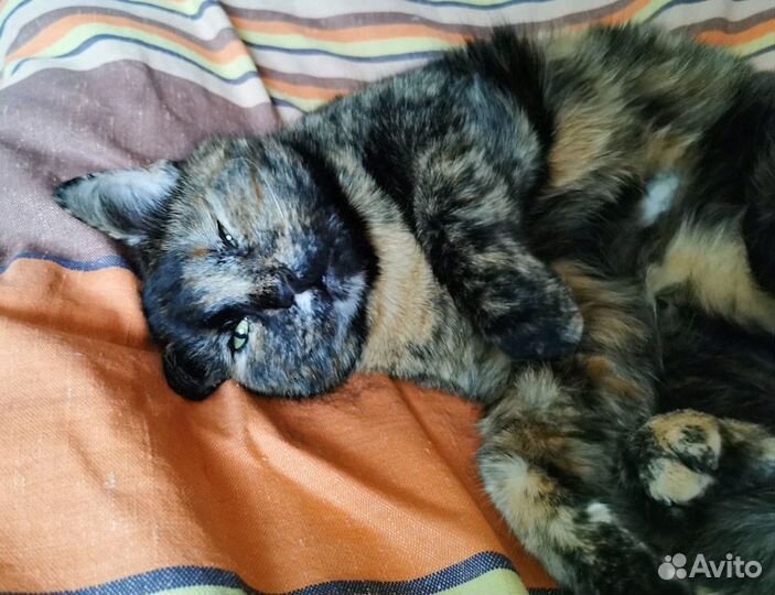 Кошка черепашка в дар