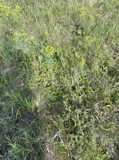 Участок 20 сот. (ИЖС)