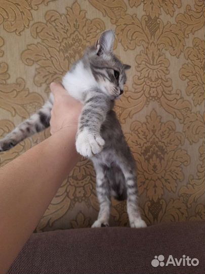 Спасите котенка