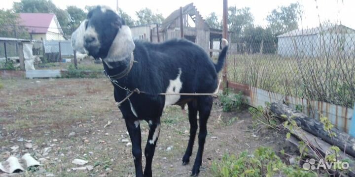 Нубийские козлята