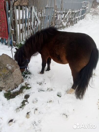 Пони жеребец