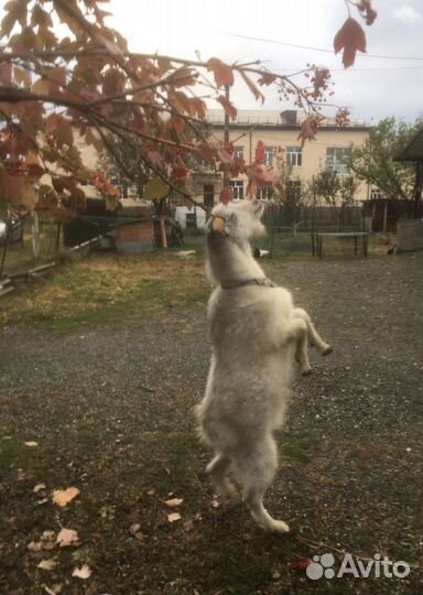 Козел на племя Ламанча