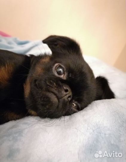 Пти брабансон