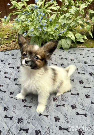 Папийон - нежные щенята