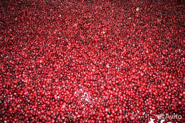 Клюква свежезамороженная, Псковская