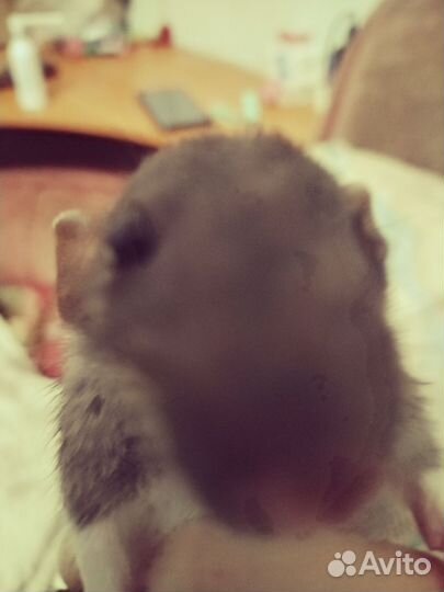 Преобрету крысу