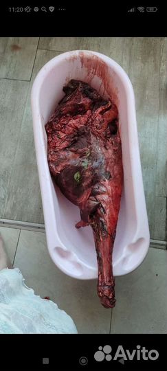 Продам дикое мясо