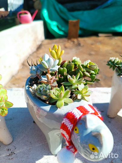 Флорариум, садик из суккулентов, цветы, подарок