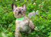 Бенгальские котята из элитного питомника Украины
