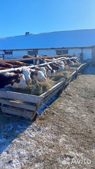 Телки, овечки на племя