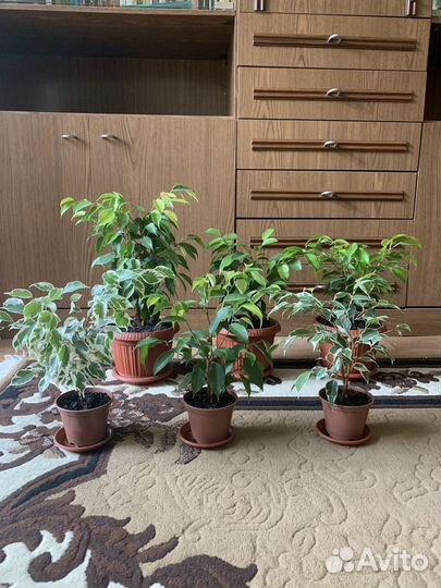 Фикус бенджамина