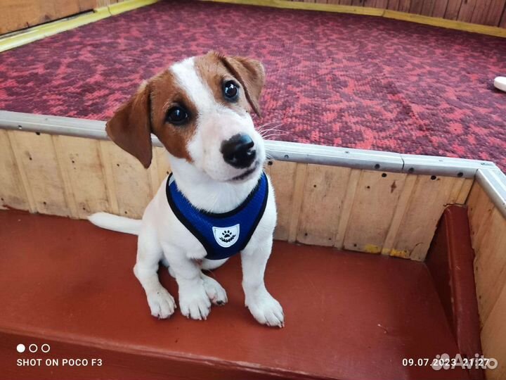 Щенок джек рассел терьер