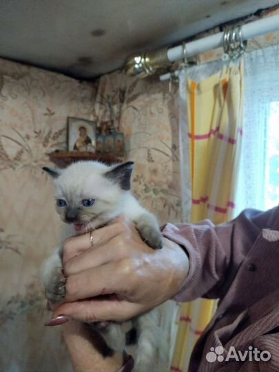 Кошка в дар бесплатно