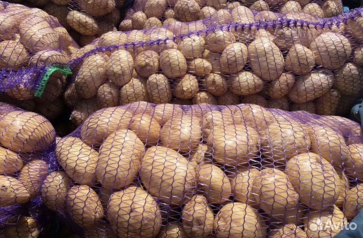 Продам картофель оптом