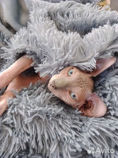Кот вязка канадский сфинкс