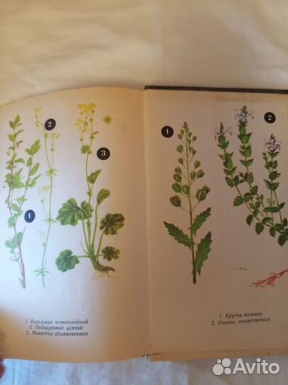 Зелёная аптека