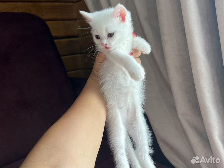 Кошки в добрые руки бесплатно