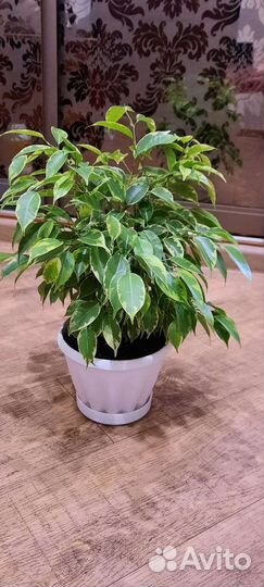 Фикус бенджамина