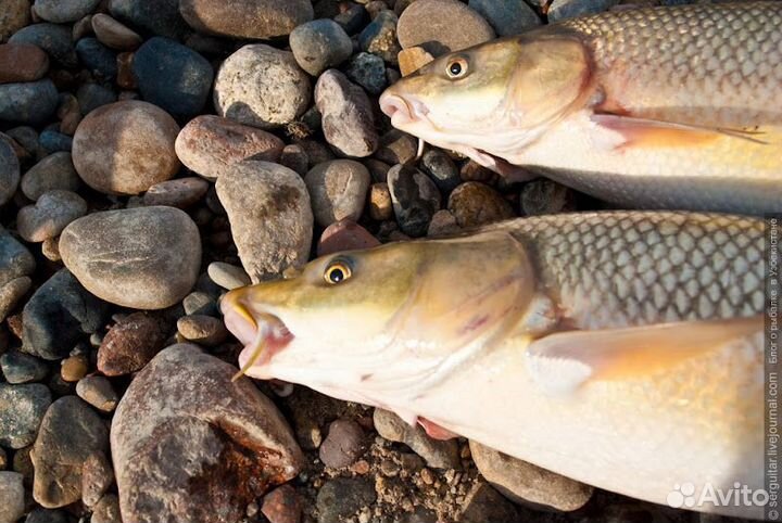 Живая рыба усач