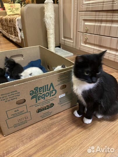 Котята в добрые руки бесплатно. г.о. Коломна