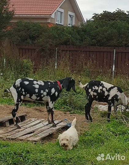 Англо нубийские козы