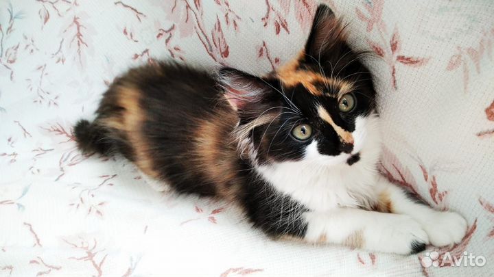 Кошка в дар