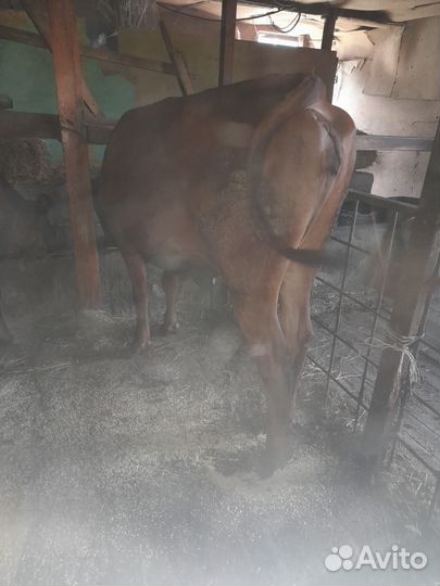 Домашние животные