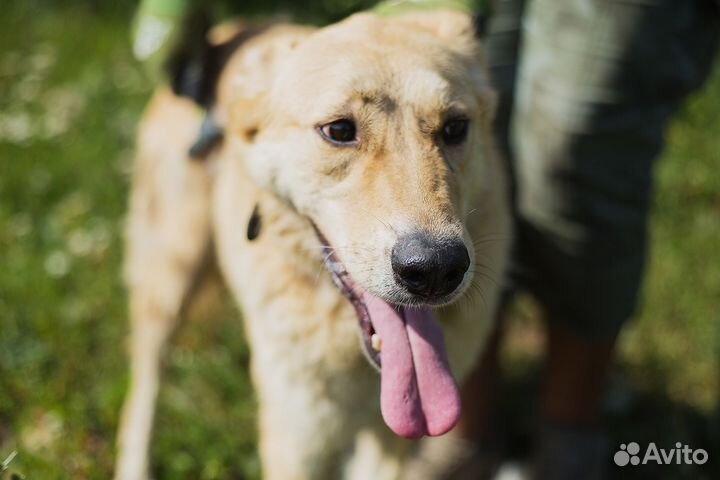 Метис лабрадора блонди в дар