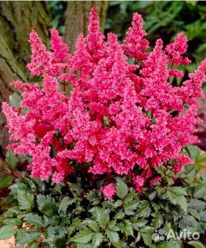 Садовые многолетние цветы