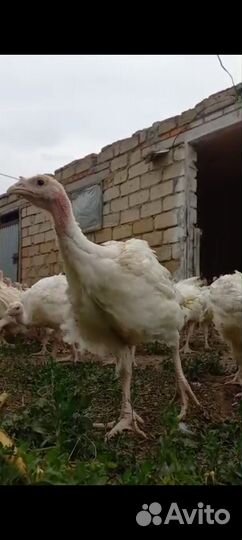 Индюки индюшата