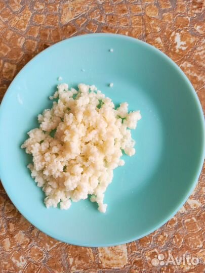 Тибетский молочный гриб