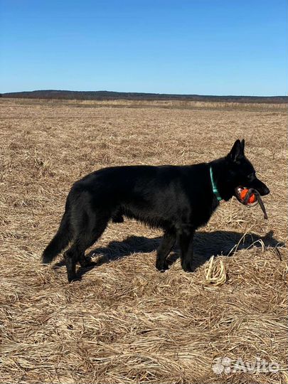 Настоящая черная немецкая овчарка