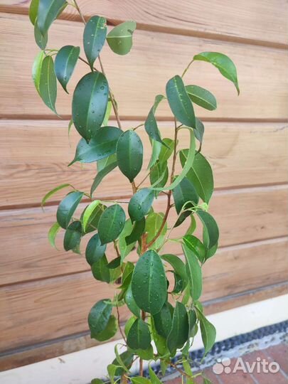Фикус бенджамина взрослое растение 80 см