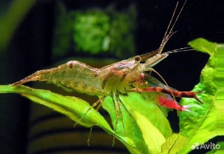 Аквариумные крабы и ракообразные