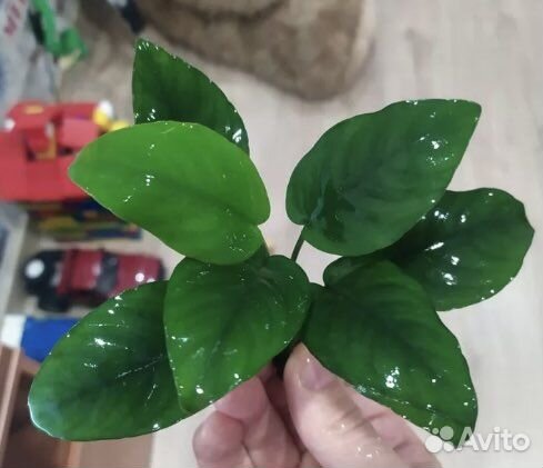 Анубиас нана