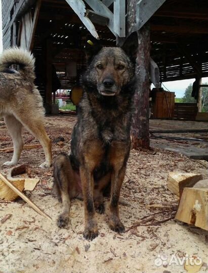 Вовка ищет дом