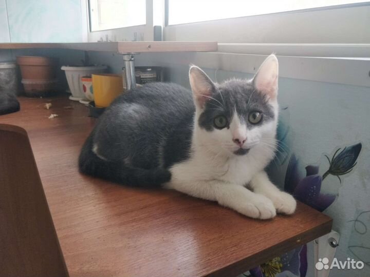 Котенок мальчик