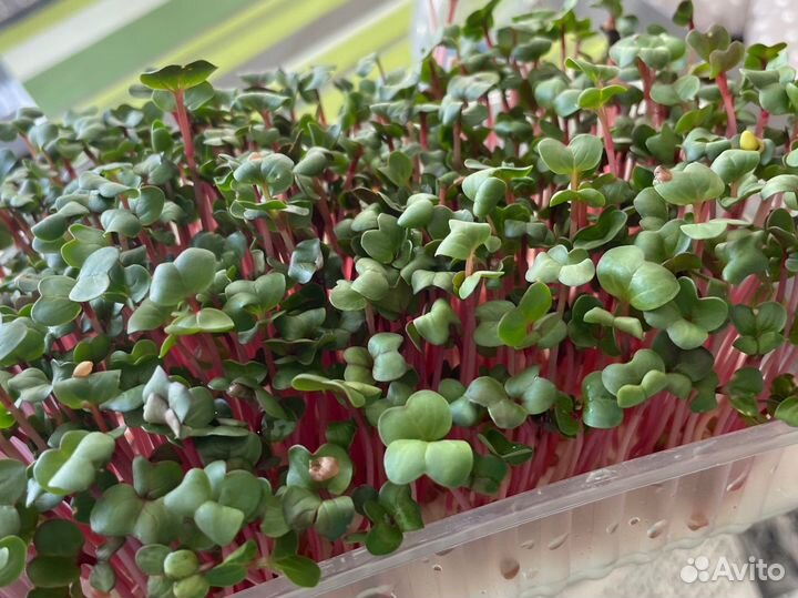 Микрозелень