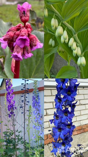 Многолетние цветы для сада